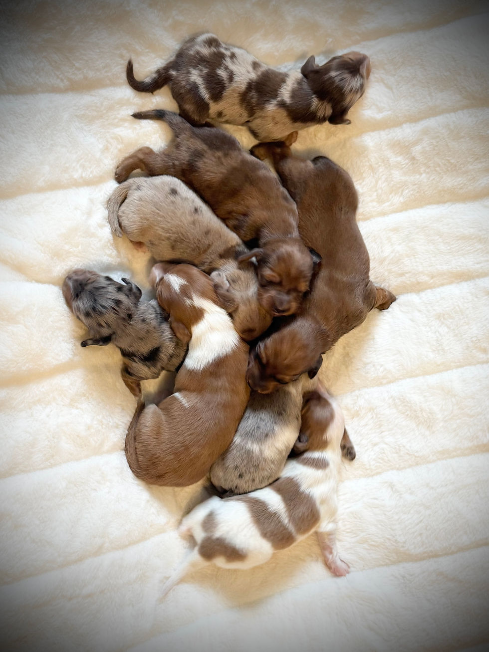 Peaches litter boasts an amazing coat variety!