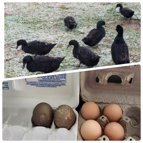 Cayuga Duck Fertile Eggs Friendly Fibers Farm