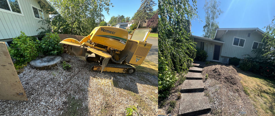 Bridgetown Tree Service, stump grinding, tree removal, tree pruning, tree trimming, tree cutting, stump removal, hedge trimming, tree service, arborist, tree service beaverton, tigard, hillsboro, king city, brush chipping, ornamental trimming, fruit tree pruning, tree cut, 
