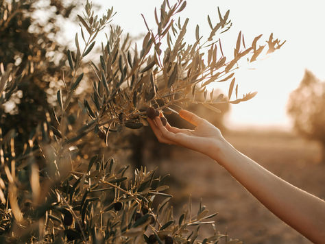Hydroxytyrosol : Le secret de l’olivier pour une beauté holistique et cellulaire