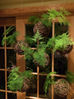 Plantas suspensas - Kokedama