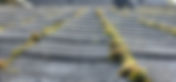 Roof Mold Removal Spokane: Protect Your Home with VGRC Experts