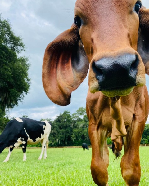 What do cows dream about?