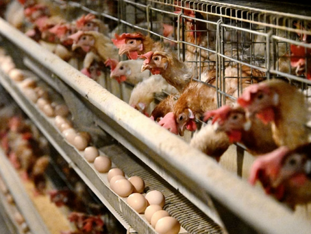 Gripe aviária: 17 países retiram restrições à carne de aves brasileiras