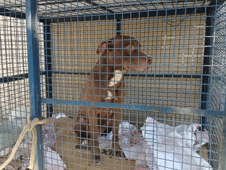 Pit-bull abandonado ataca seis alunos de escola municipal do Rio