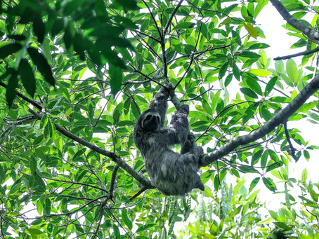 Acordo viabiliza unidade de conservação em Guapimirim, no Rio