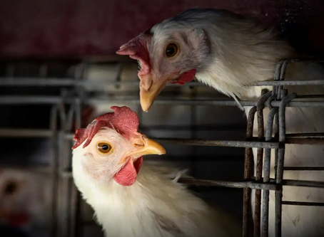 Gripe aviária: Brasil confirma dois focos e investiga seis casos