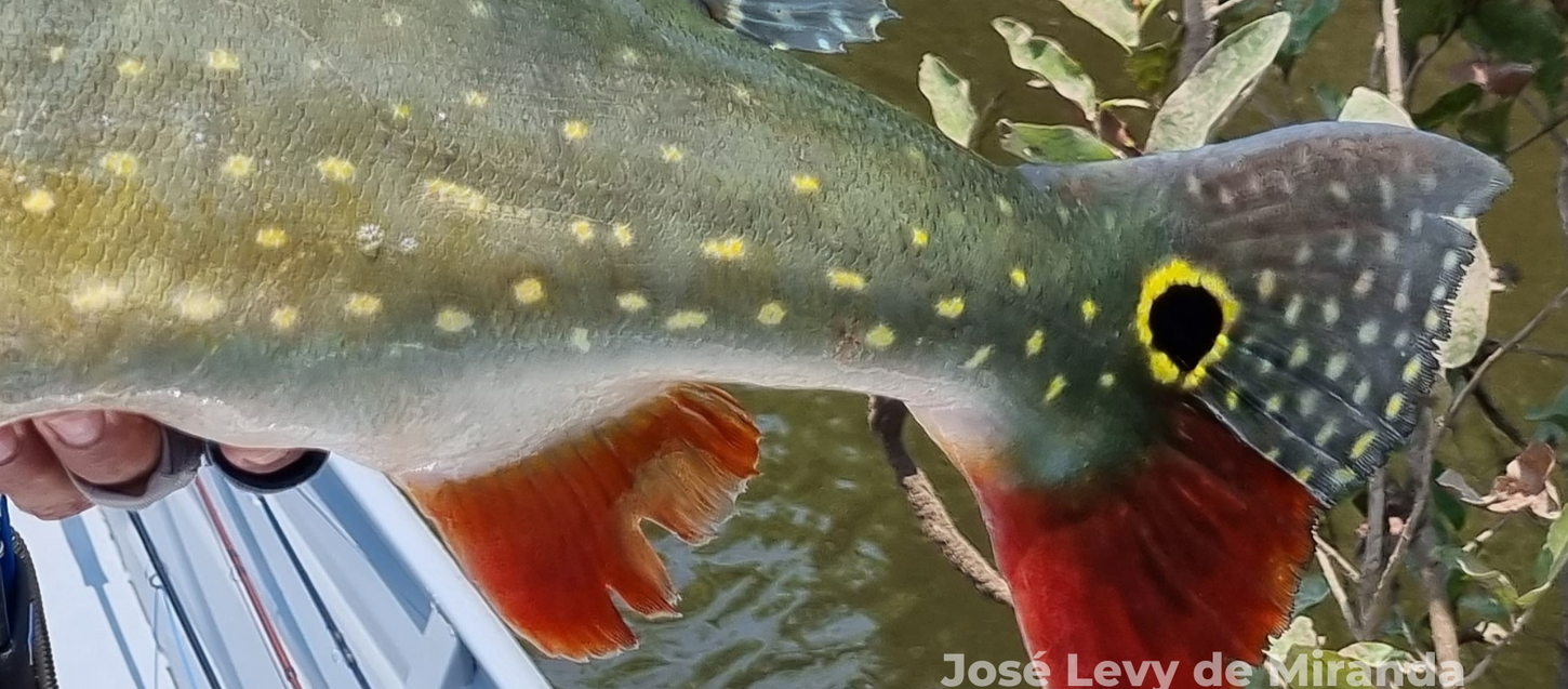 Especial Tucunarés - Fotos de José Levy de Miranda-1.png