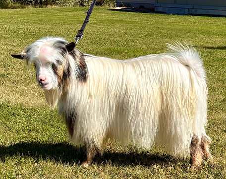 IMG_6530_edited.jpg