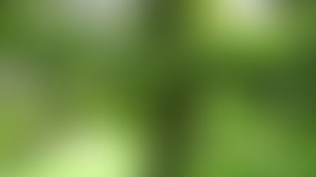 Technique d'ancrage ou méditation de l'arbre