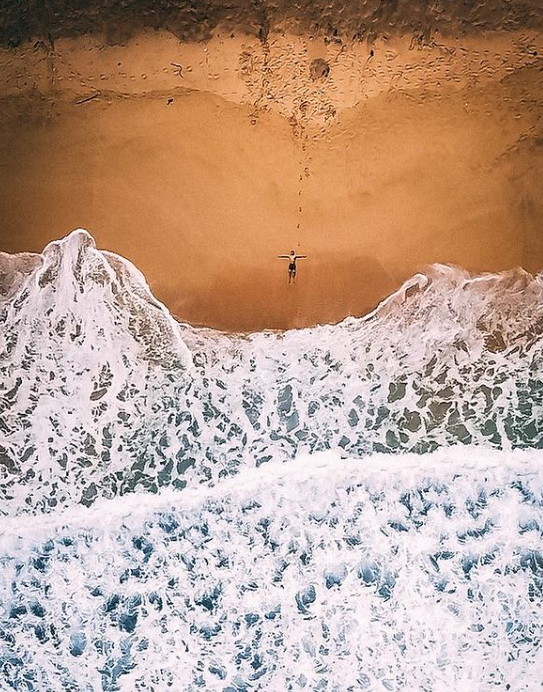 Important Bee Facts and Why We Need Them To Survive