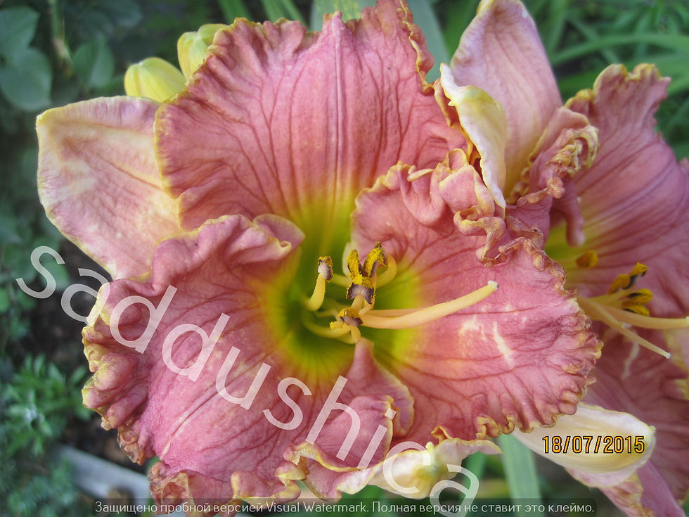Миниатюра: Darla Anita