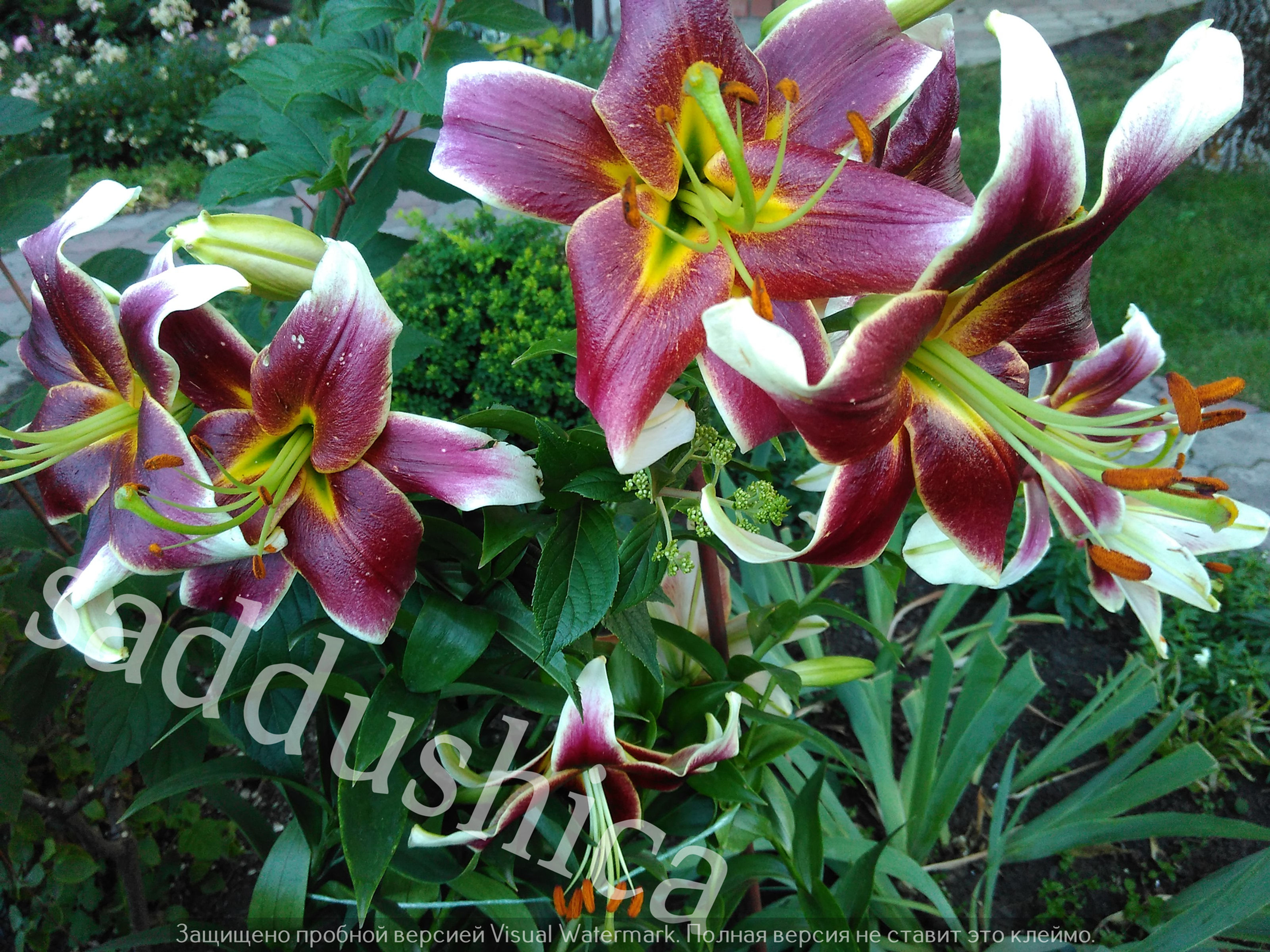 Лілія Miss Lilly ОТ-гібрид