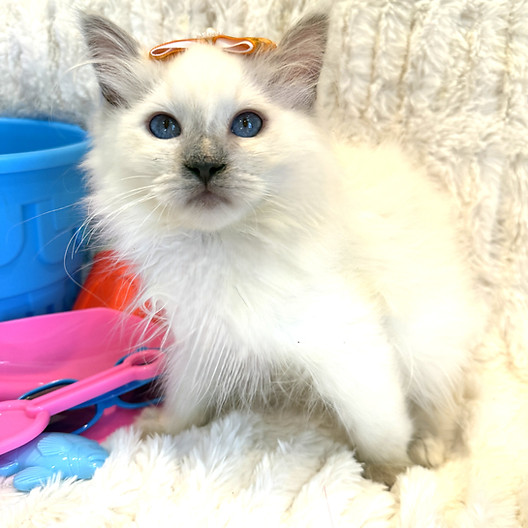KITTEN 2  LSP.jpeg