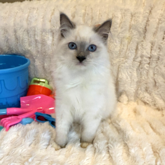 MINDY KITTEN 1 BORN MARCH 14  LP.jpeg