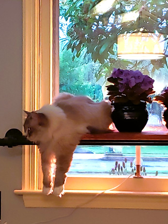 SUE WITH BOO AND SQUEAKER.jpg