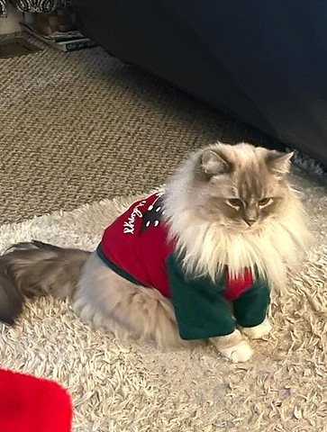 KYA HOPE 5 YEARS OLD GIRL CAT.jpg