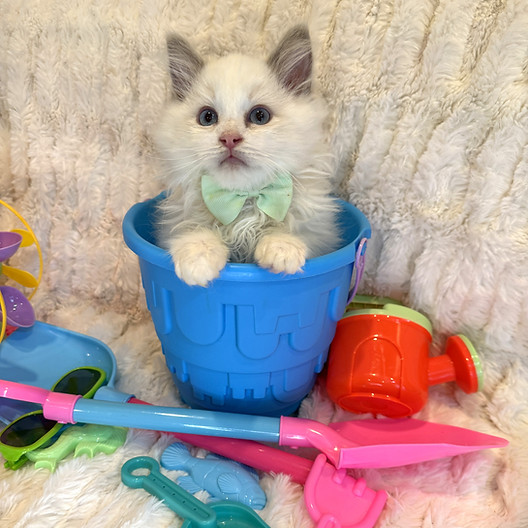 BELLA KITTEN 3.jpeg