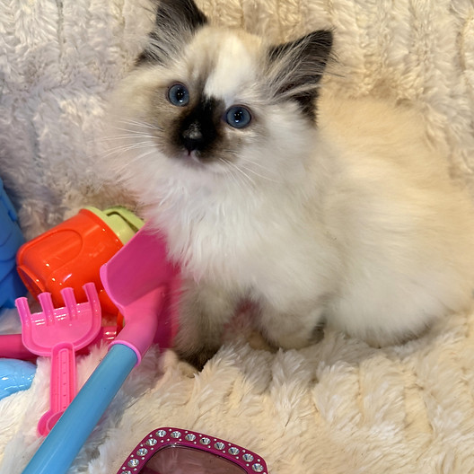 BELLA KITTEN 1.jpeg