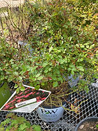 Rosa multiflora Thunb (Multiflora rose)
