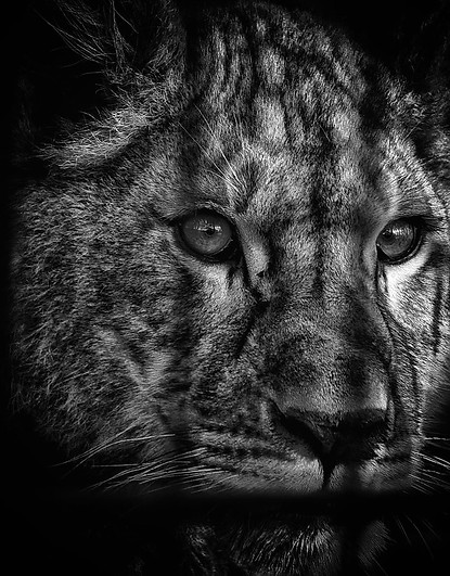 lion wildlife photography by lena terry