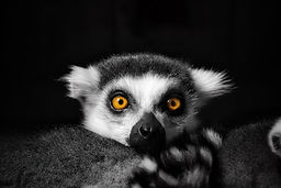 photo by lena terry of a lemur with glowing orange eyes, cinematic, photography, videography, film and photo