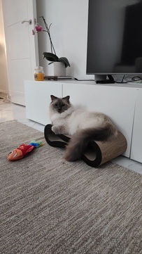RDD Cat Sitters