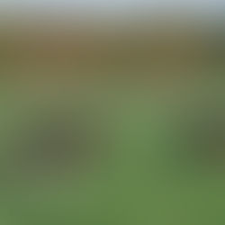 Allerwiesen quietschenass