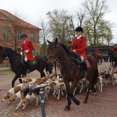 100 Pferde zum 100. in Verden