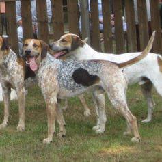 Jagdwochenende in Mecklenburg