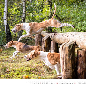 Kalender Rote Jagd 2024