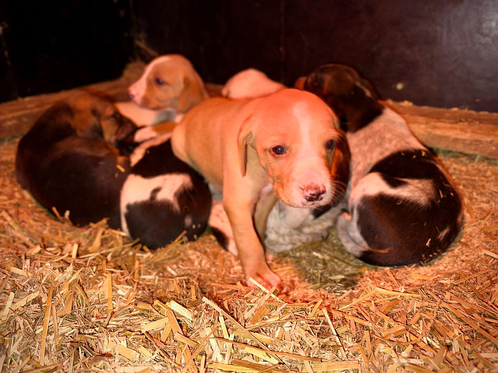 Rheinlandmeute repräsentiert DSJV