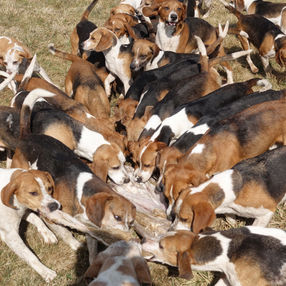 Vogelsbergmeute frisch voraus 