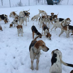 Hundespaziergang ins Neue Jahr