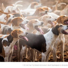 Der Kalender "Rote Jagd 2023" ist da