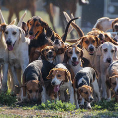 Die Hunde