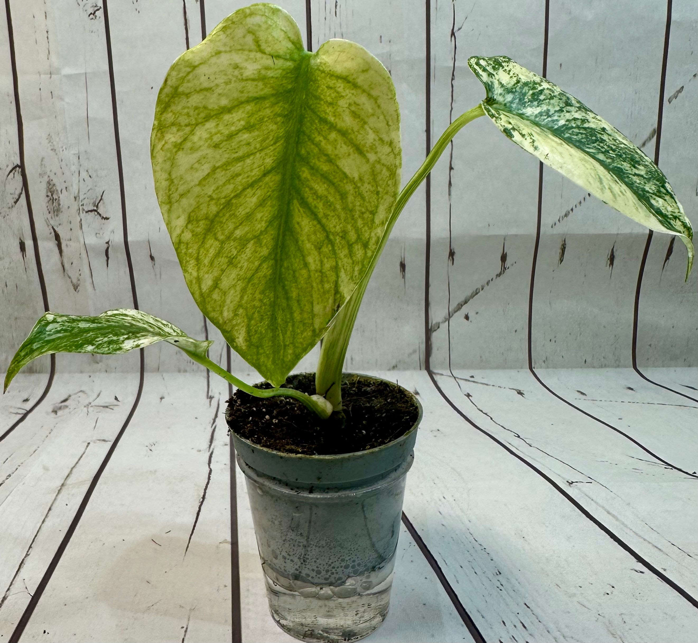 Monstera Deliciosa Mint variegated houseplant in 6 cm pot exact plant shown