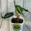 Thumbnail: Alocasia Venom Rare Houseplant & FREE Self Watering Pot
