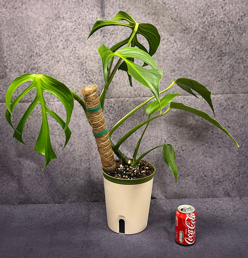 XL Monstera Burle Marx Flame 24 tropical houseplant