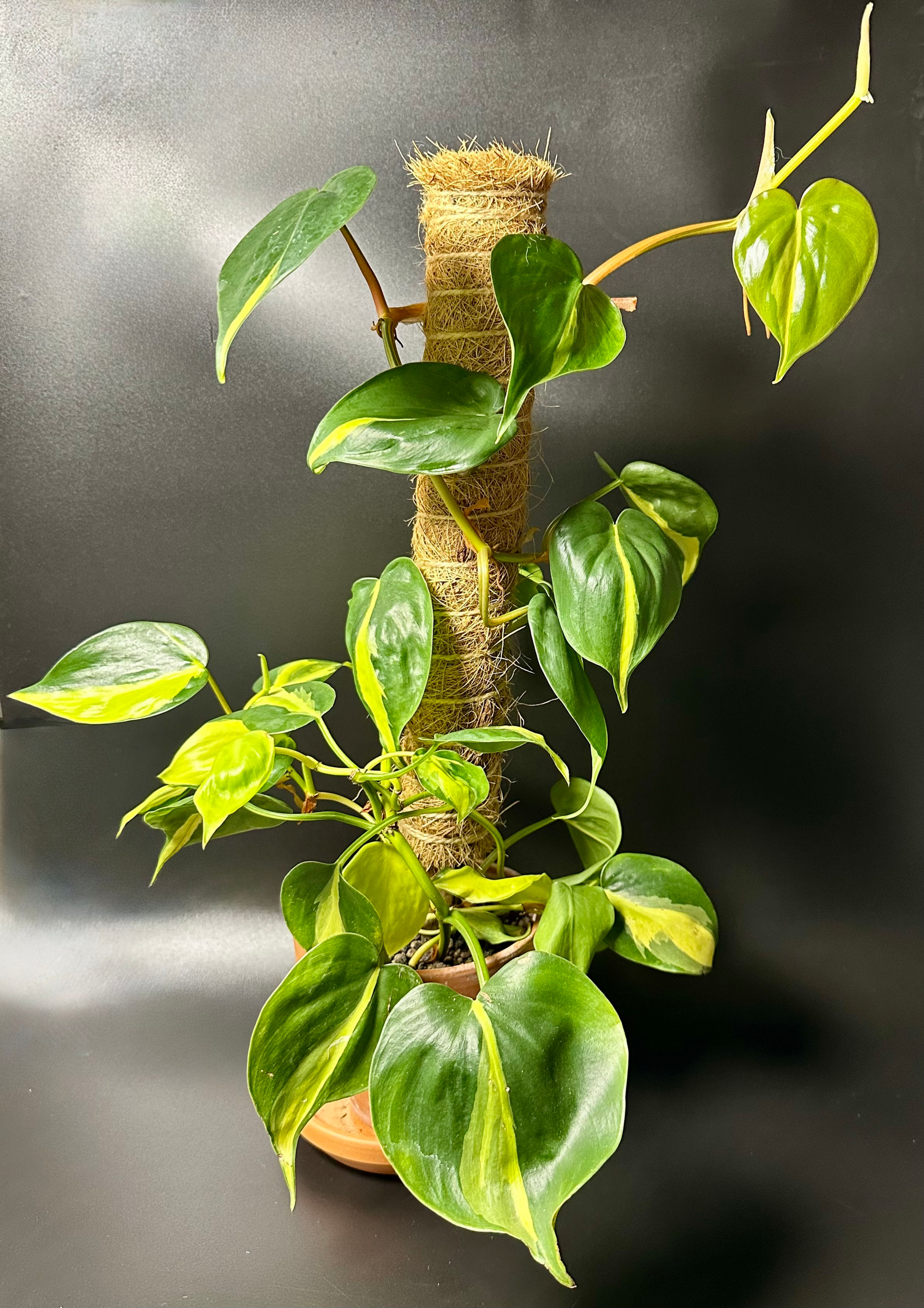 Philodendron Scandens Brasil – Sweetheart Plant with heart-shaped variegated leaves