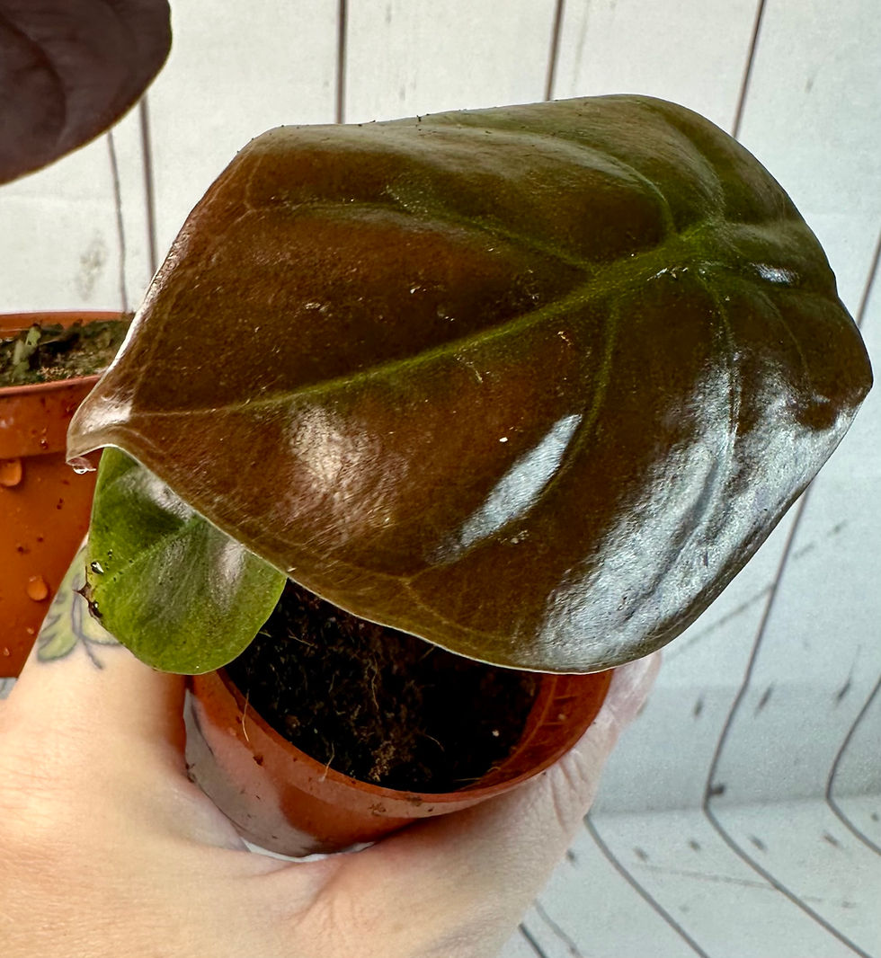 Alocasia cuprea Red Secret rare tropical houseplant with metallic copper red glossy leaves