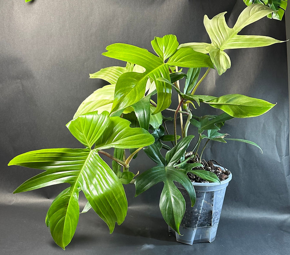 XL Philodendron Florida Ghost – Rare Variegated Houseplant for Collector