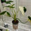 Thumbnail: X Large Alocasia Okinawa Silver Albo Variegated