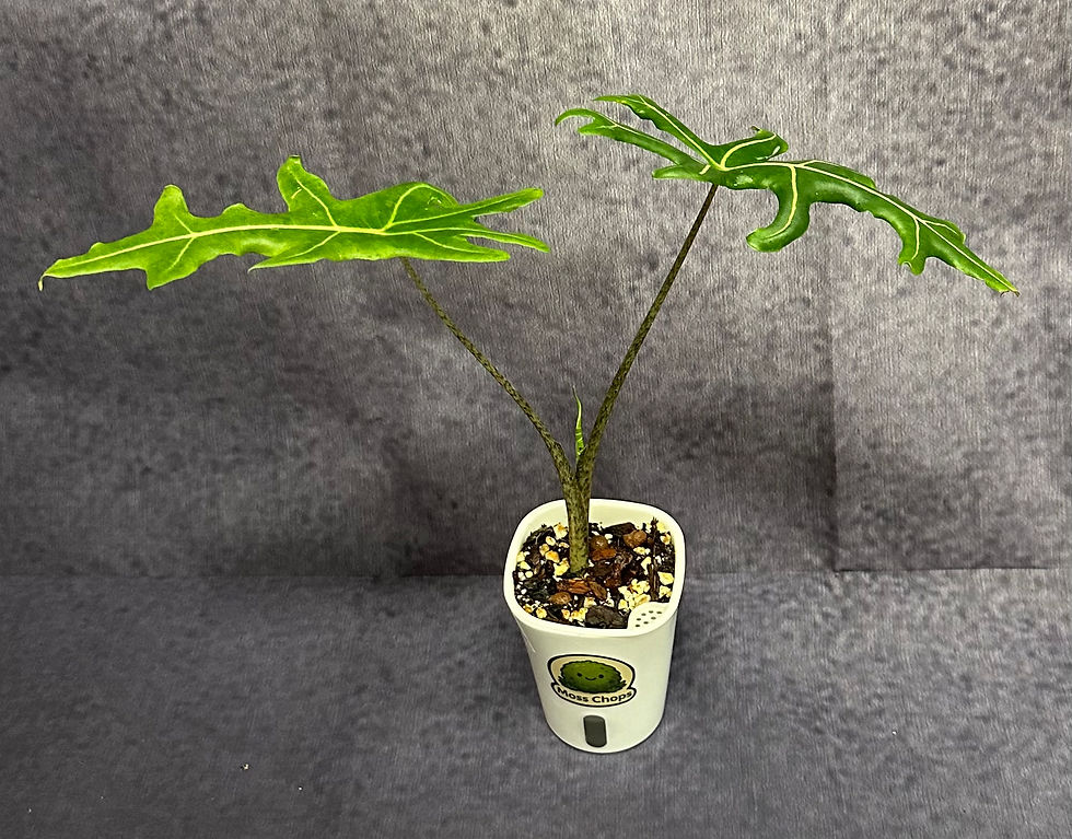 Alocasia Portei with large lobed green leaves indoors