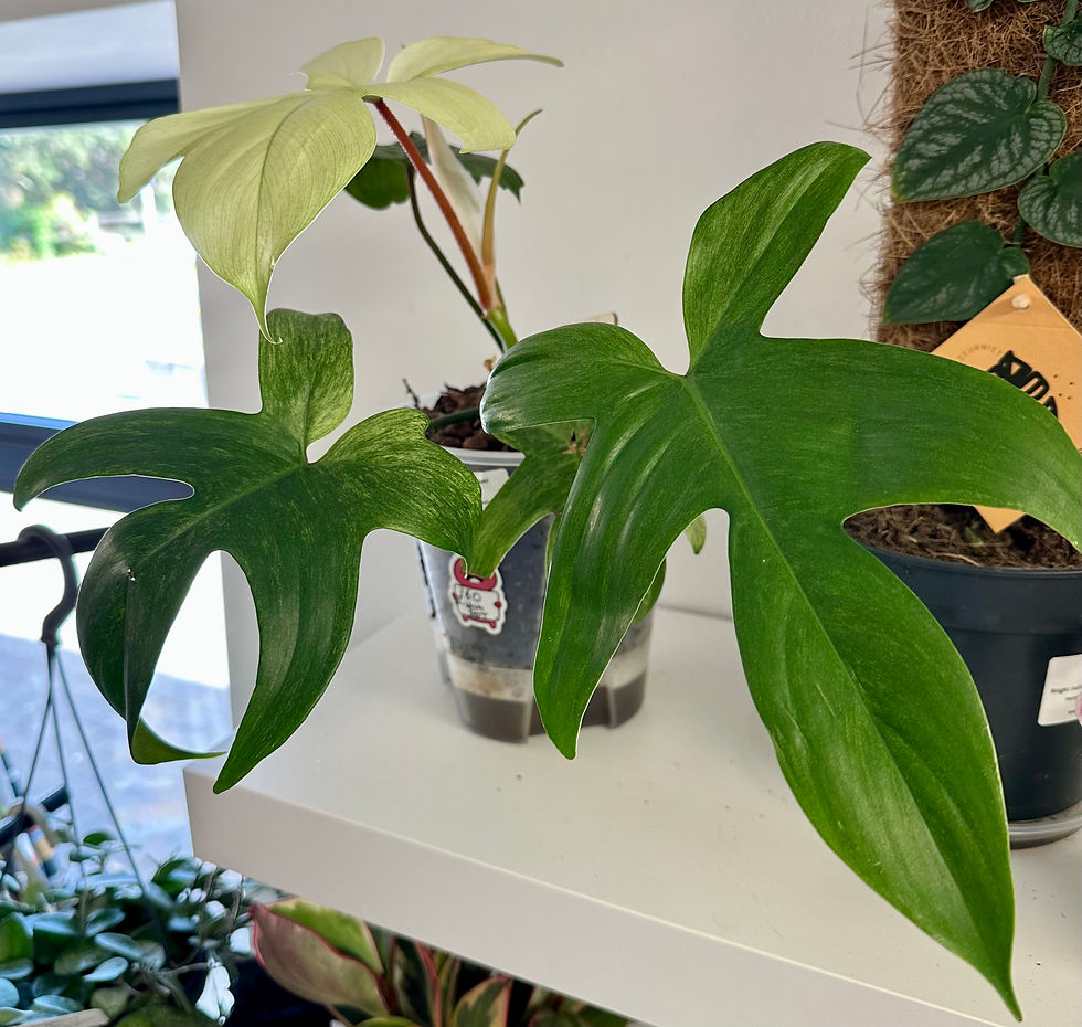 Philodendron 'Florida Ghost' Medium Rare Aroid Houseplant in Self-Watering Pot