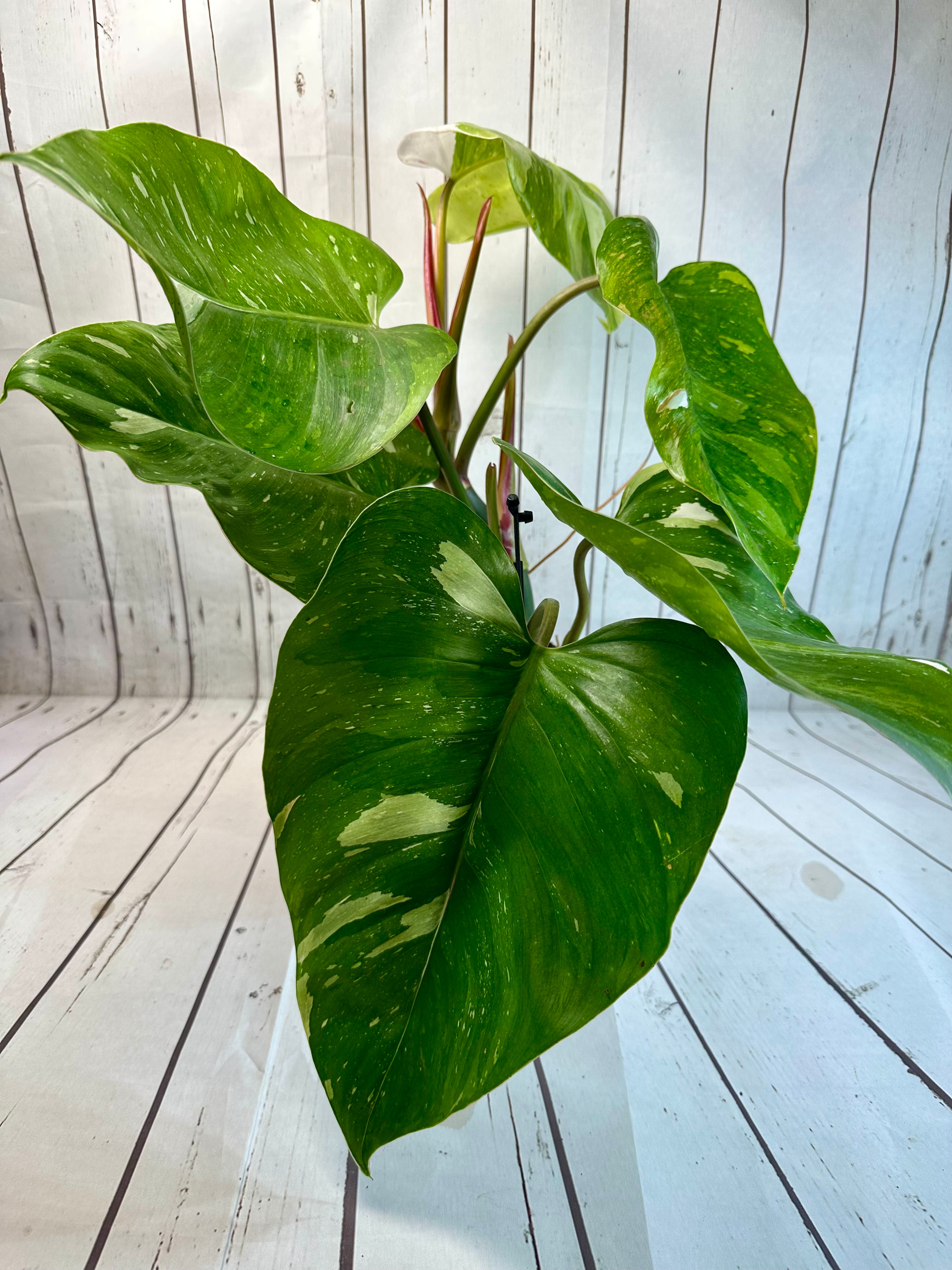 Philodendron Fresh Aurea rare variegated houseplant with bright yellow green foliage