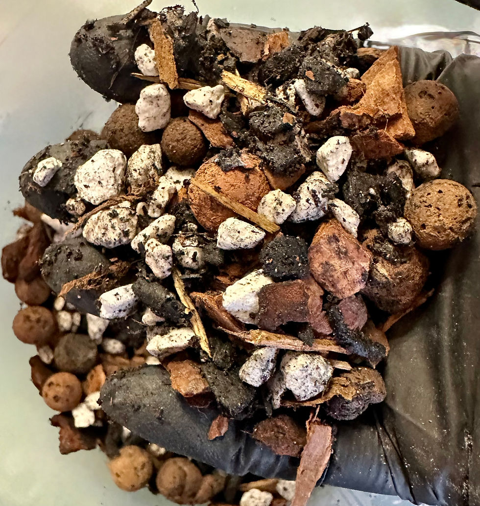 Thumbnail: Moss Chops Chonky Jungle Potting Mix for Alocasias Monstera Hoya Root Fuel