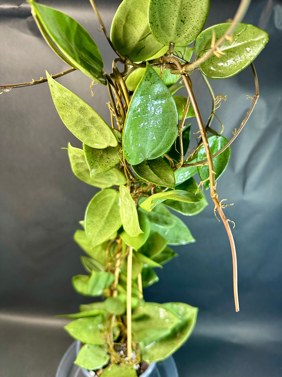 XL Hoya Parasitica Silver Heart Leaves – rare hoya with extra large silver-splashed foliage