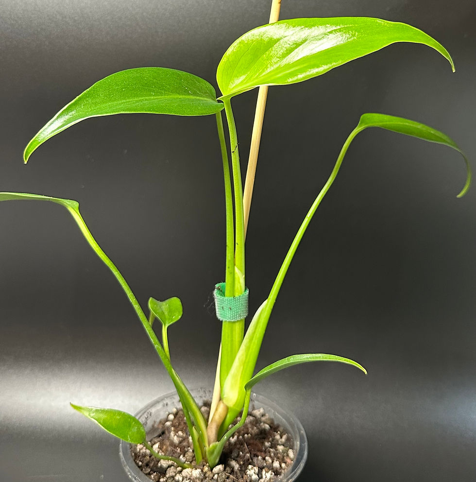 Monstera Burle Marx Flame 24 Rare Plant