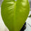 Thumbnail: Monstera Deliciosa Aurea variegated houseplant with golden marbled split leaves